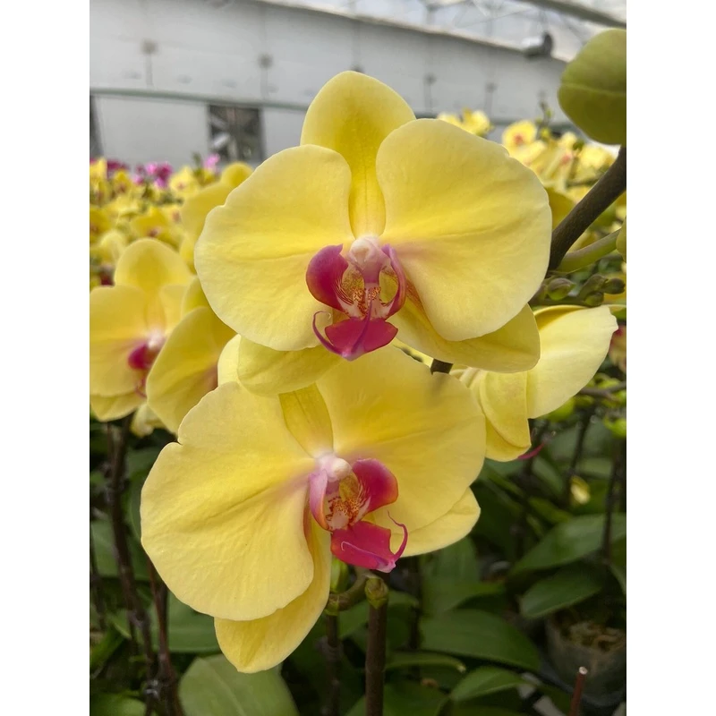 蝴蝶兰黄金美人苗3.0杯2棵（无花无花剑，叶易裂，介意勿拍）