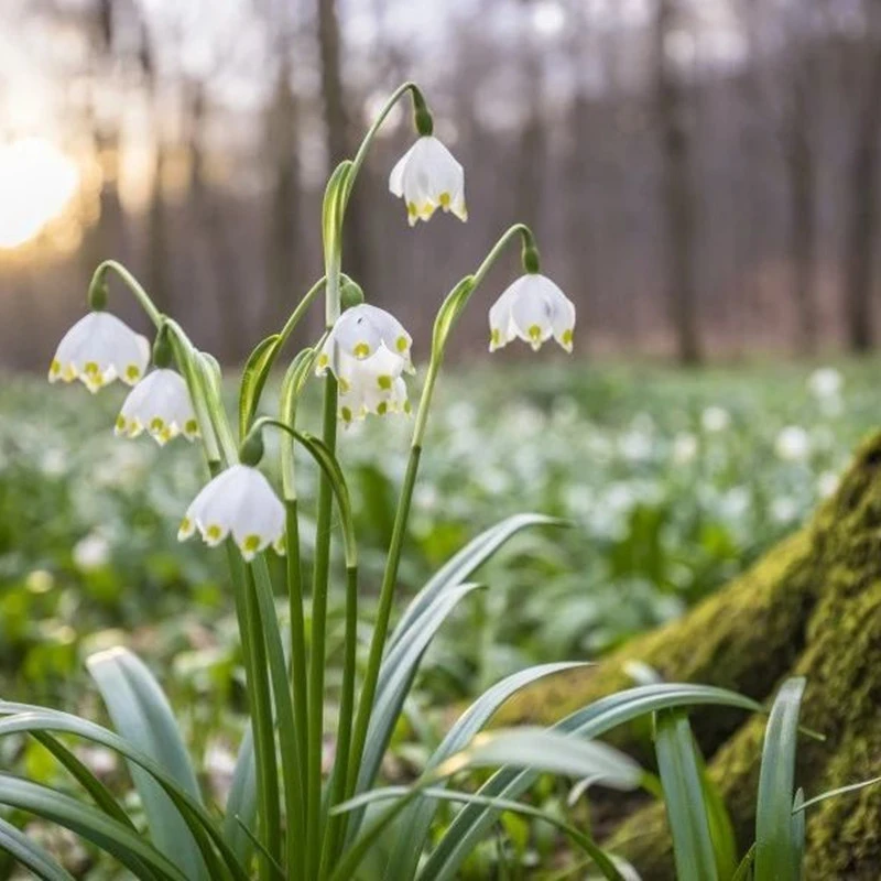 雪片莲种球庭院阳台室内外盆栽雪滴花耐寒半阴多年生球根花卉开花