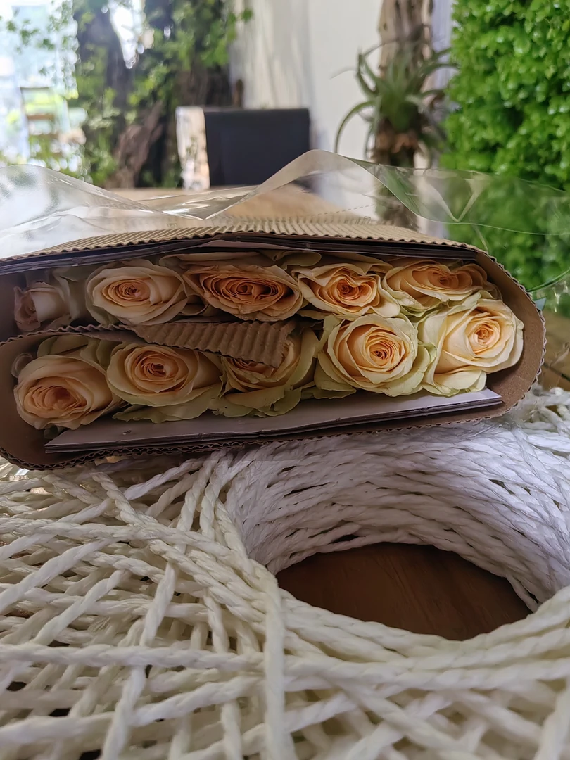 家庭散养花——香槟玫瑰