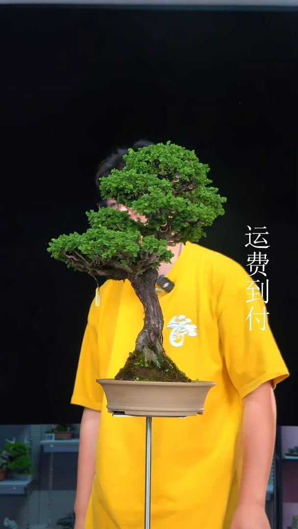 【闪购商品】石化桧3495