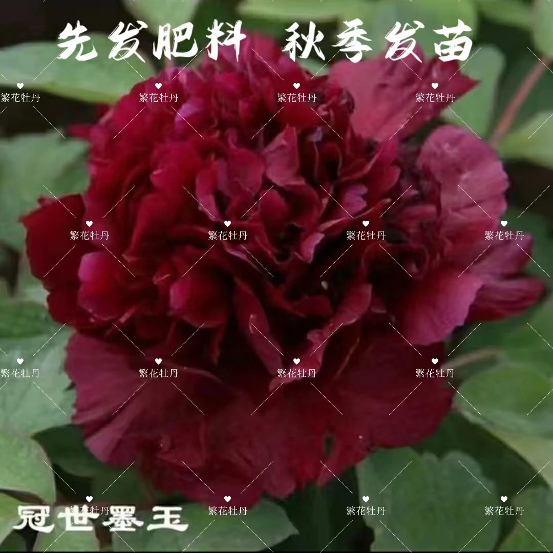 牡丹《冠世墨玉》先发肥料秋季发苗