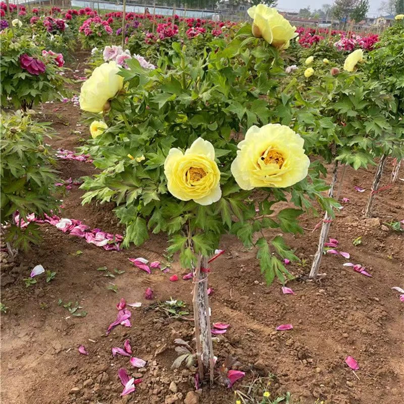 独干《黄冠》先发肥料 秋季发苗