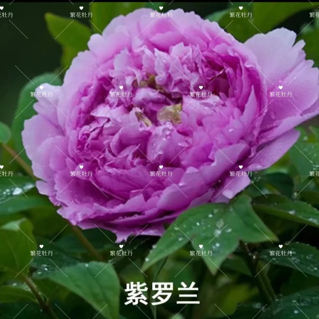 牡丹《紫萝兰》先发肥料秋季发苗