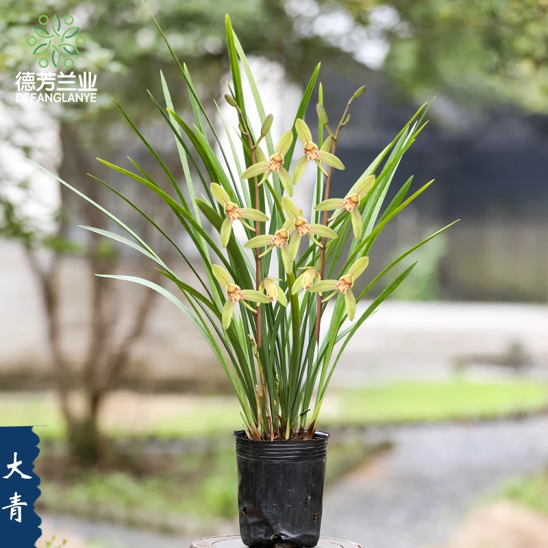 兰花四季建兰老种大青开花浓香型室内阳台客厅花卉绿植物盆景盆栽