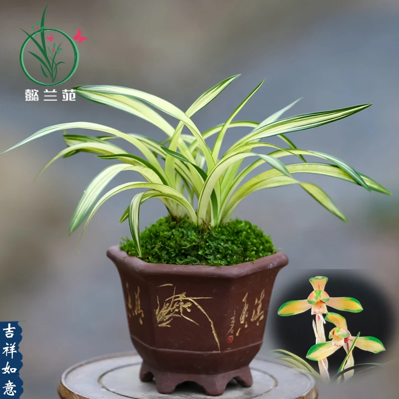 兰花苗春兰中透吉祥如意室内阳台客厅植物阳台花卉浓香美观绿植物