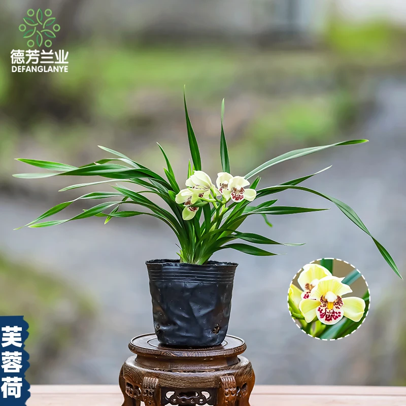 兰花苗带花苞蕙兰芙蓉荷浓香四季好养室内阳台庭院花卉绿植物盆栽