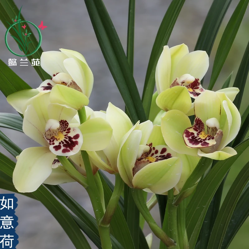 直播兰花苗蕙兰如意荷浓香型四季好养室内花卉绿植物盆栽饱满开花