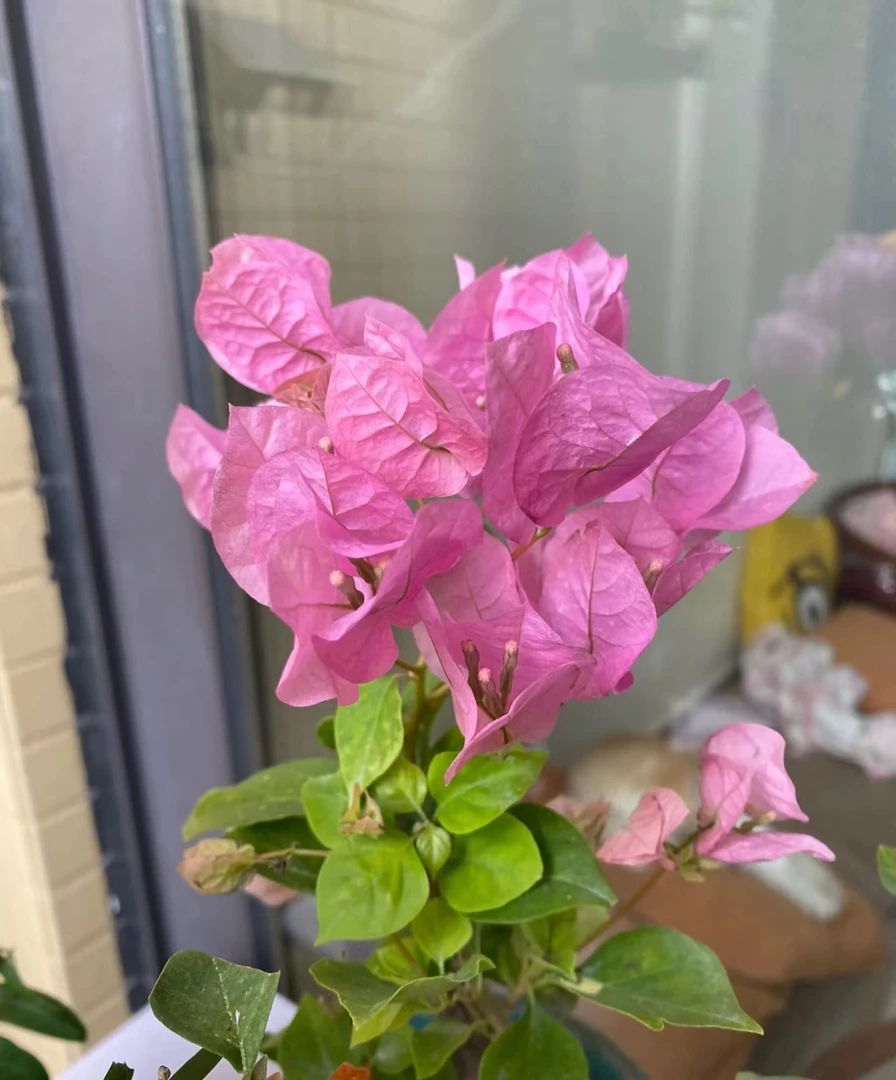 许诺月朦胧三角梅