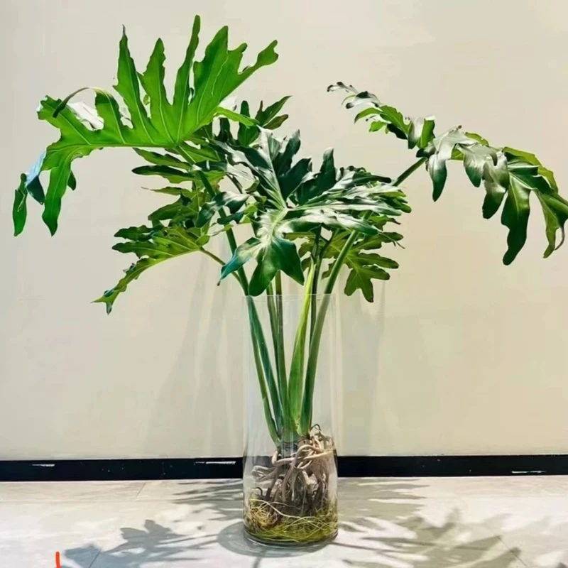 【老桩龙鳞春羽】可水培可土培高端绿植盆栽 室内 吸甲醛 北欧风ins