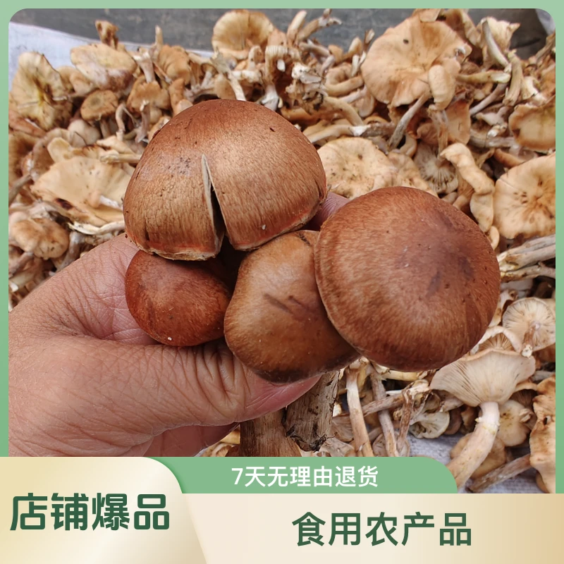东北特产黑龙江大兴安岭野生草蘑/鸡腿蘑