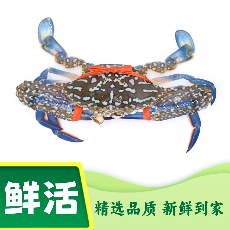 鲜活 兰花蟹  鲜活配送