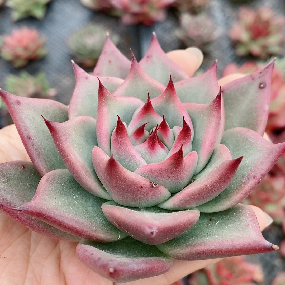 长睫毛粉蒙2309号