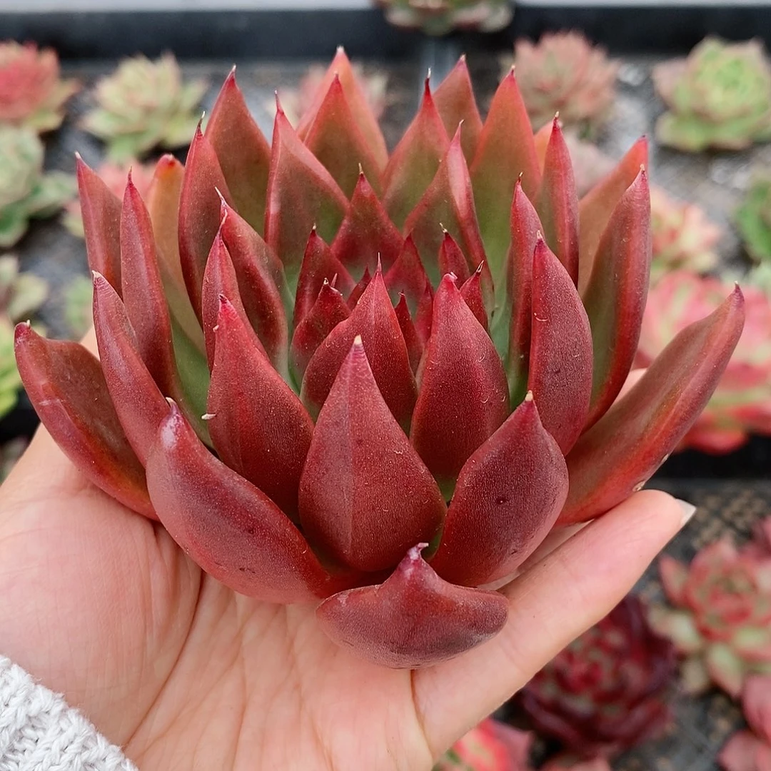 东云系多肉2308号