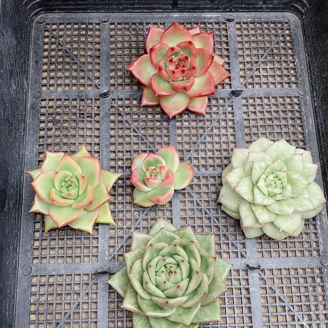 轩宝姐姐东云系植物框拍