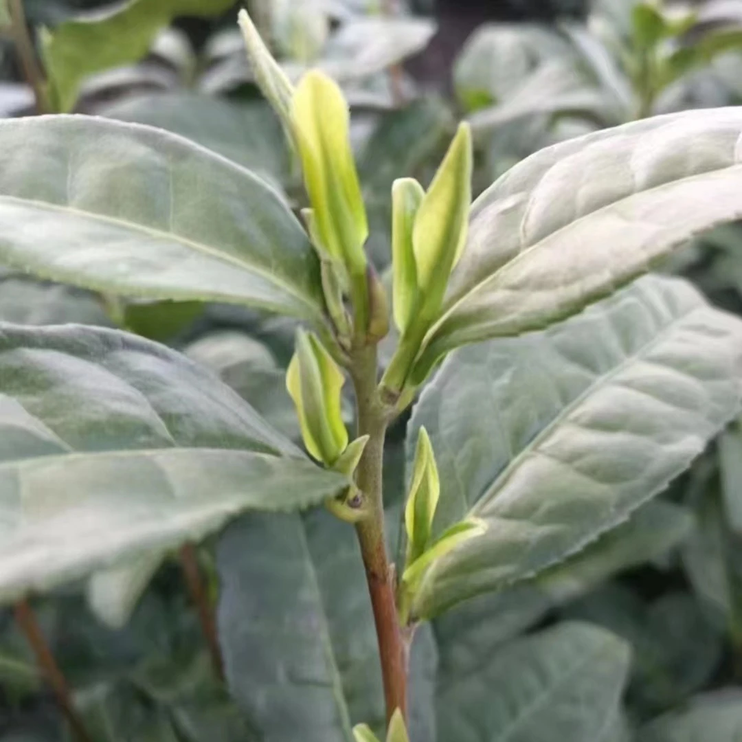 手工安吉白明前茶