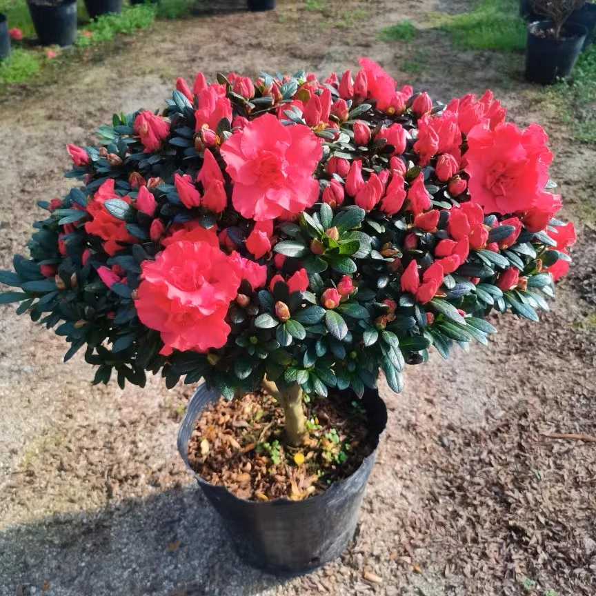 盆栽花卉植物室内客厅花棒棒糖大颗老桩四季开花好养石岩杜鹃易活