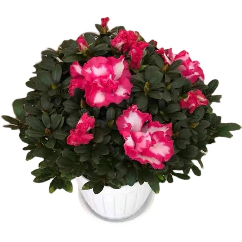 新品杜鹃花海棠花红西玛盆栽四季常开花好养易活偏远地区不包邮