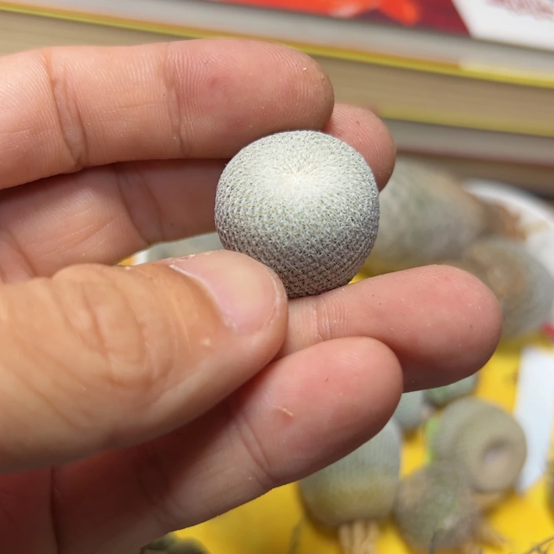 F****e伊朗丸实生一颗