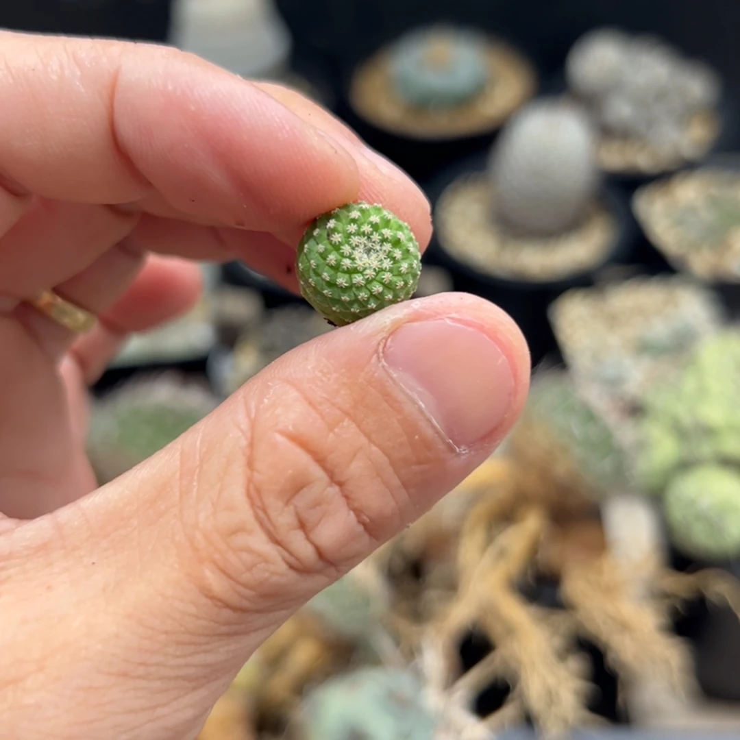 用****4菊水实生一颗