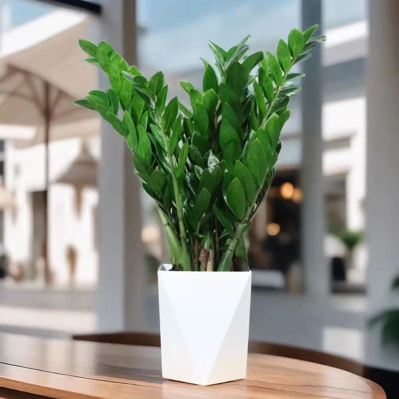 金钱树室内盆栽中大型好养净化空气绿植耐旱吸甲醛四季常绿植物