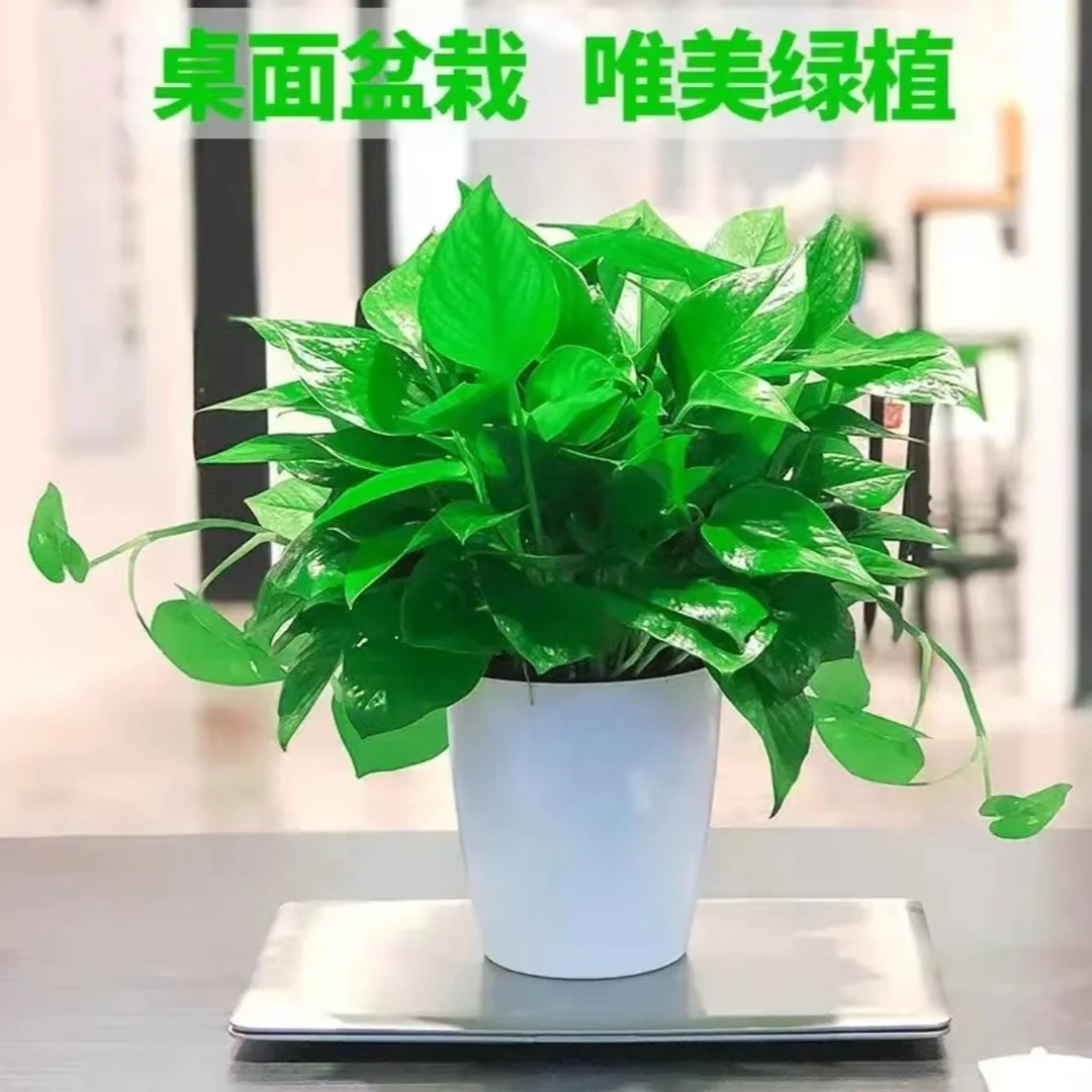 五星级酒店同款绿萝恐龙蛋绿萝高端大气吸甲醛净化空气室内盆栽