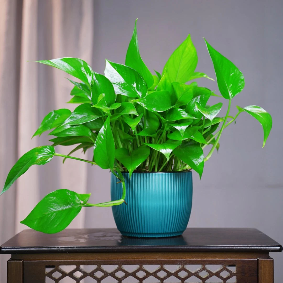 竖纹轻奢盆高端绿萝净化空气吸甲醛绿萝盆栽室内客厅花卉绿植盆栽