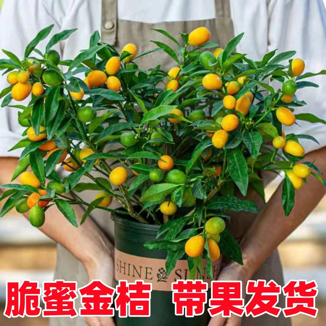 脆蜜金桔树树苗南北方地栽盆栽甜果金橘大树嫁接甜心脆皮当年结果