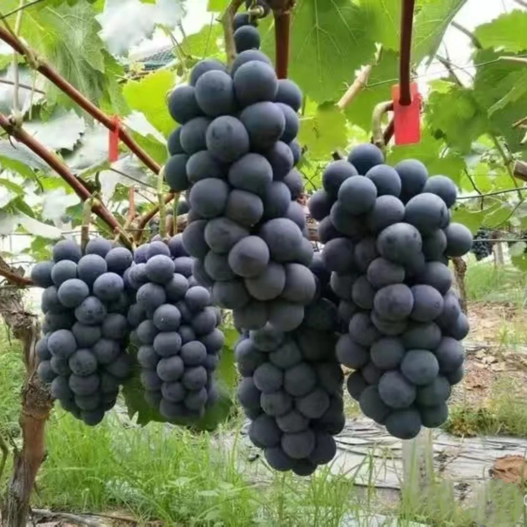 夏黑葡萄早熟无核优良品种高产肉脆多汁品质佳带土发货当年结果