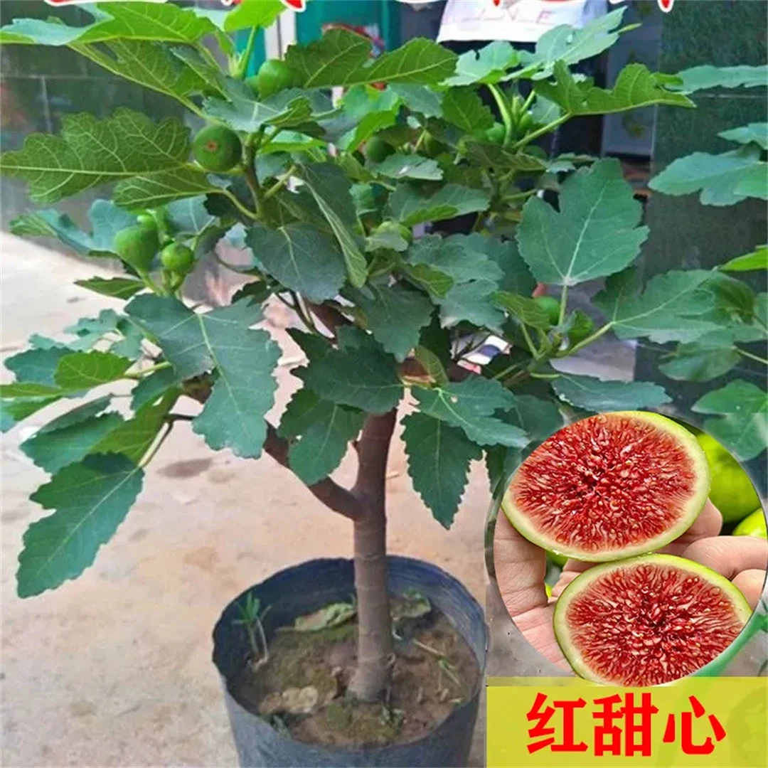 无花果树果苗带果盆栽树苗特大果波姬红南北方四季种植水果树耐寒
