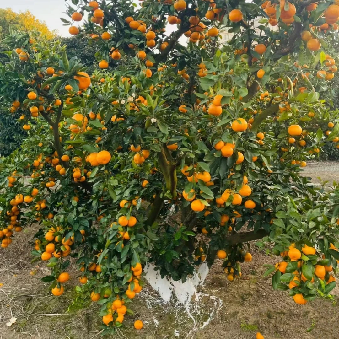 桔子树苗地栽特大沙糖桔树苗蜜桔盆栽 橘子树庭院别墅果树带原土