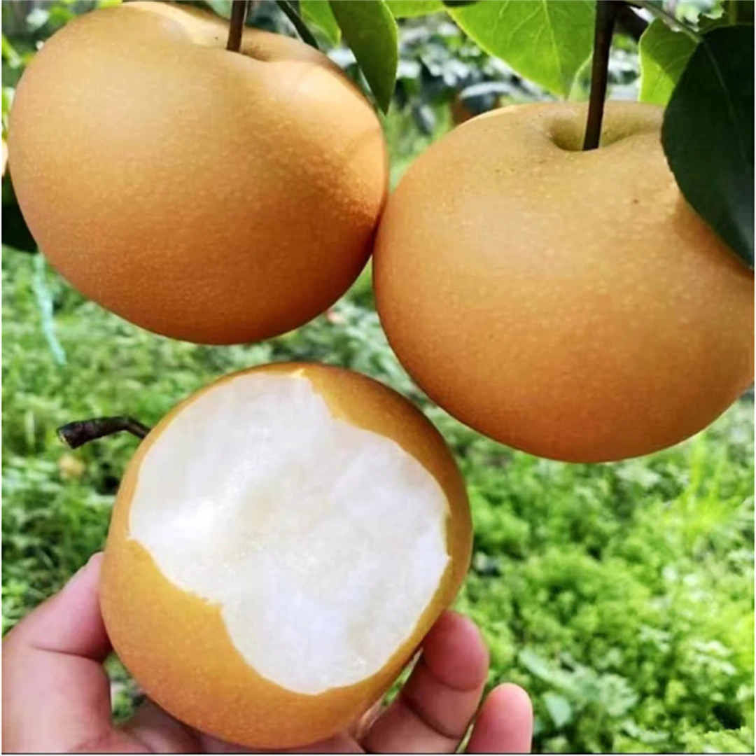 秋月梨树果苗盆栽地栽梨树苗北方种植沙梨砀山梨苹果梨雪梨树树苗