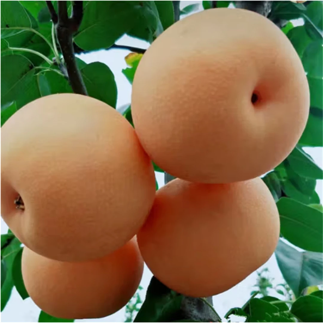 正宗秋月梨树果苗嫁接苗翠冠梨活苗雪梨丰水库尔勒香梨苗沙梨树苖