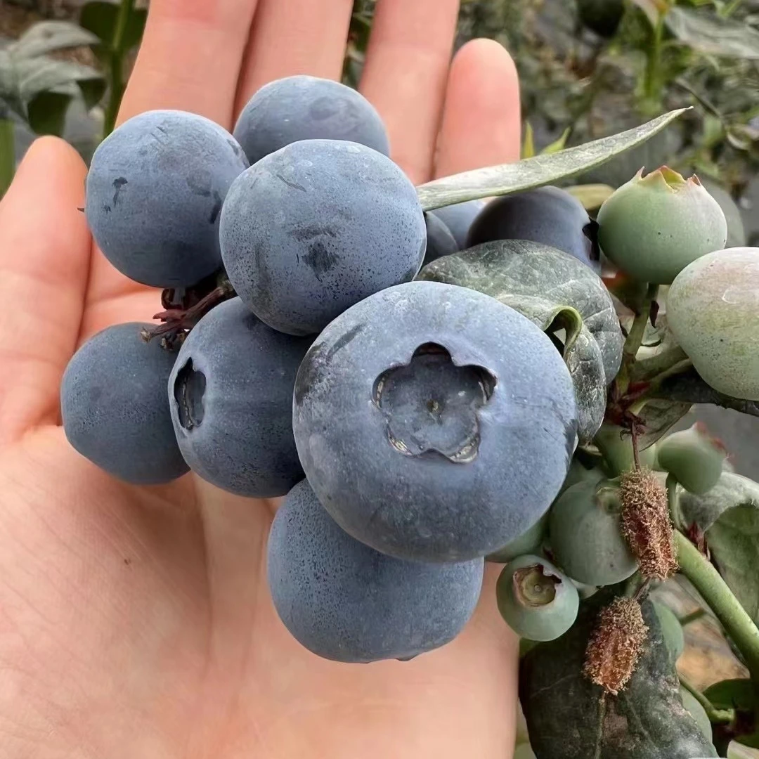蓝莓苗盆栽南方种植果树苗小苗地栽当年结果阳台庭院北方种植耐寒