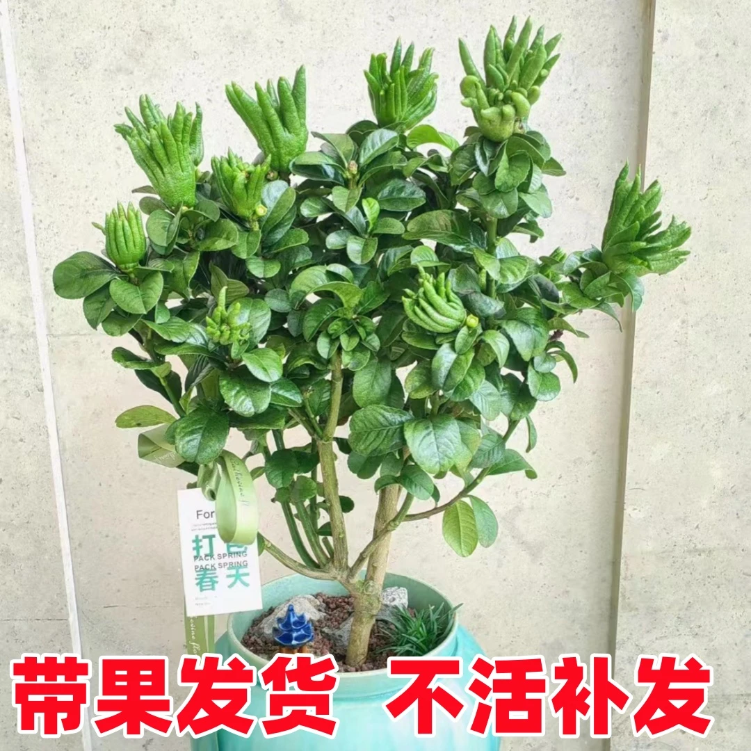 佛手树盆栽带果室内阳台庭院四季花卉绿植可食用金华佛手柑瓜树苗