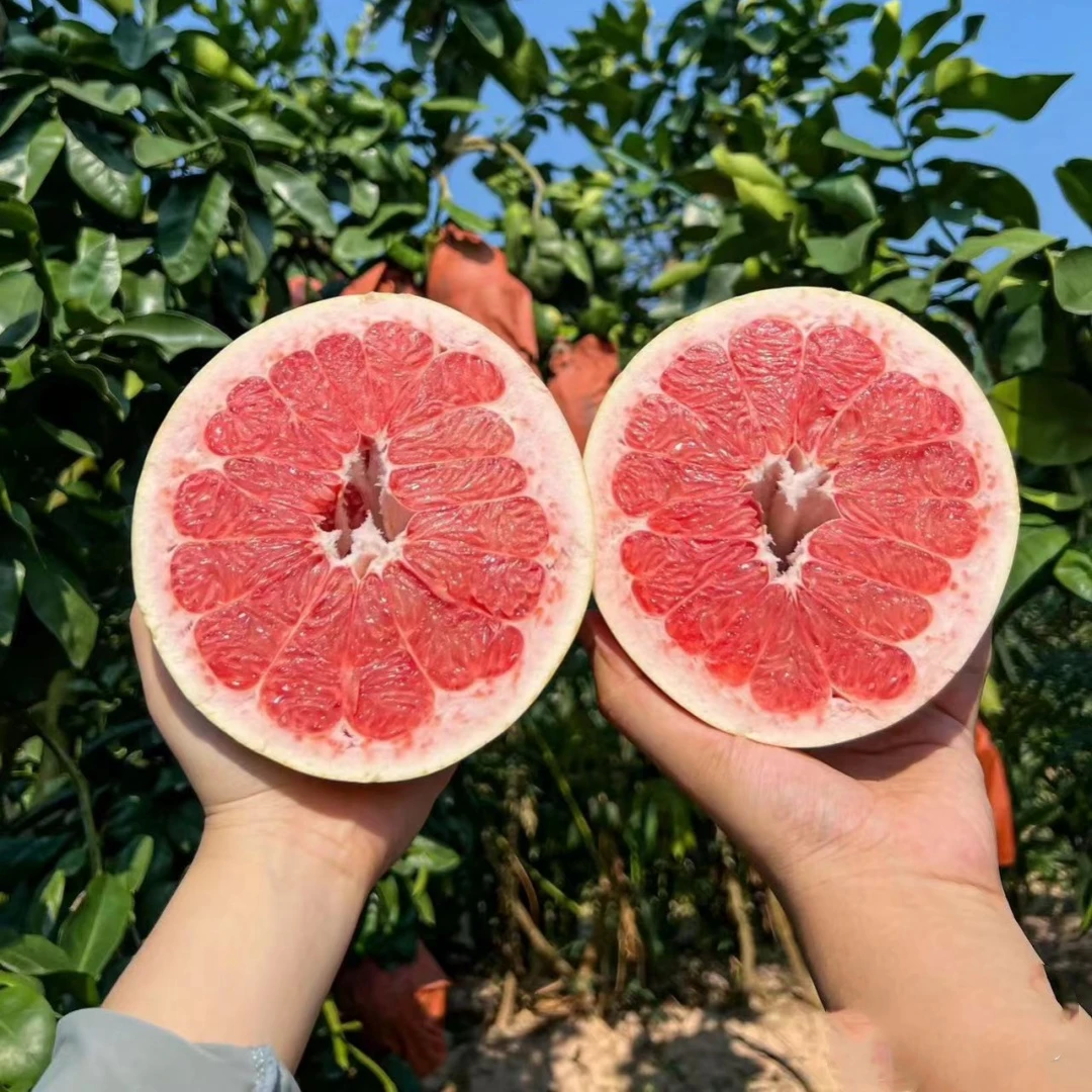 柚子树苗红心红肉蜜柚嫁接三红蜜柚果树果苗南方北方种植当年结果