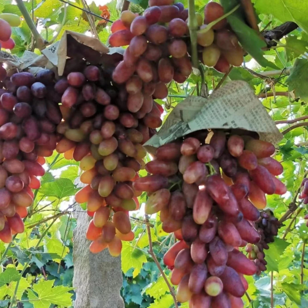 美人指葡萄苗南北方四季庭院种植耐寒无籽爬藤果树苖盆栽当年结果