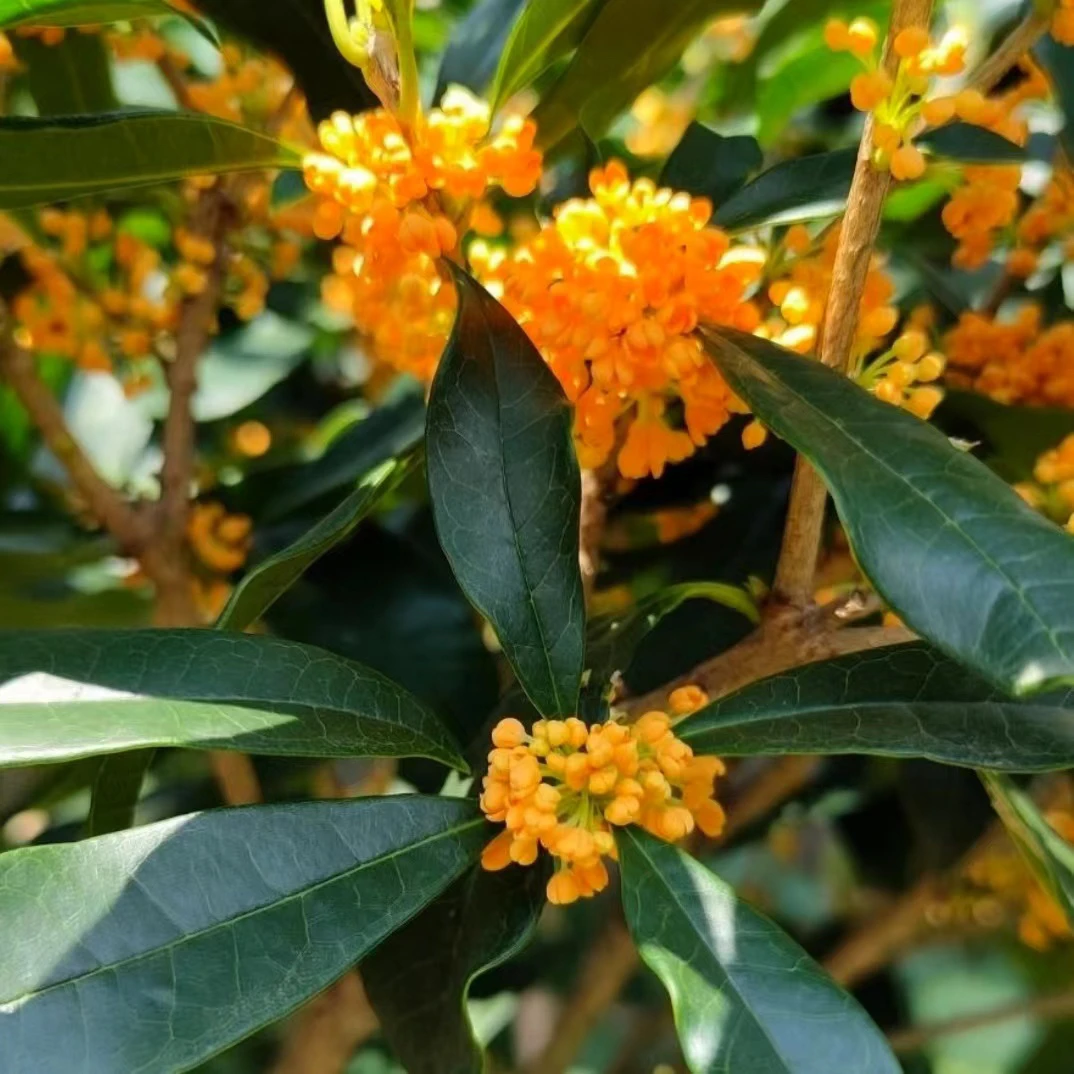 室内室外庭院 盆栽桂花 直播间一物一拍（请勿私自下单）