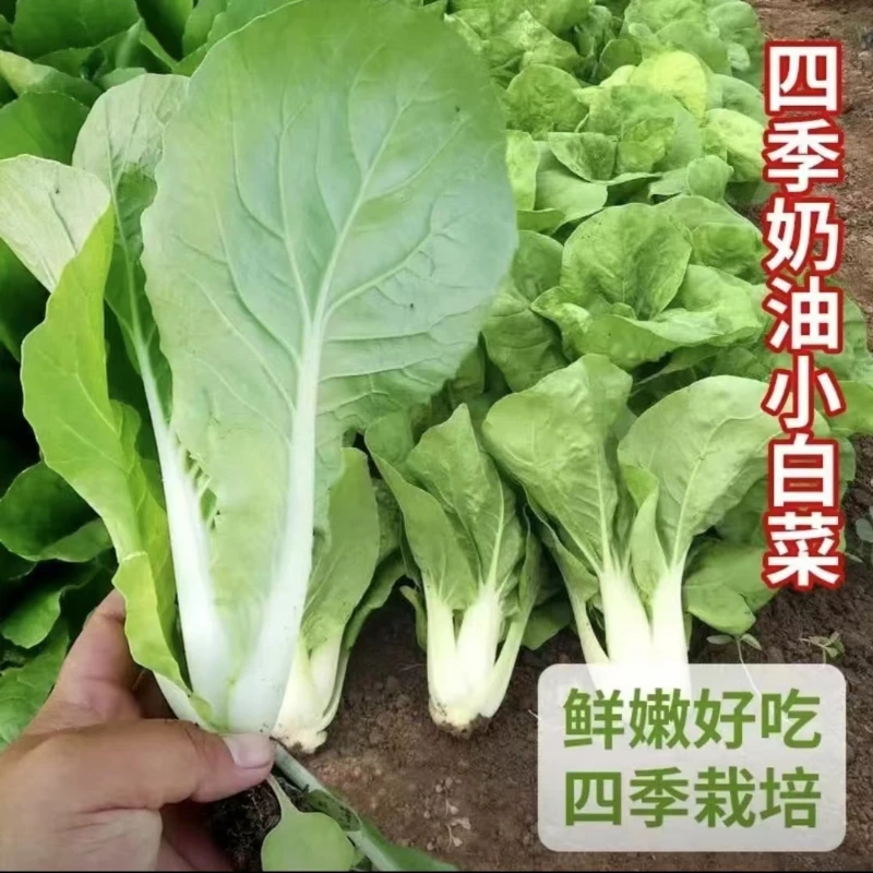奶油小白菜种籽早熟四季蔬菜种籽耐热速生小青菜阳台盆栽快菜种籽