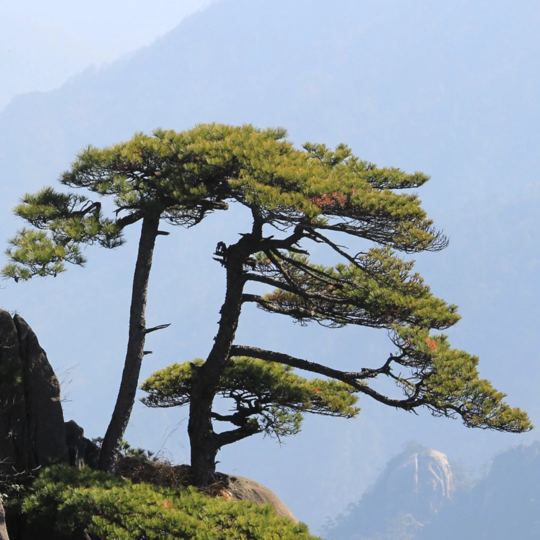 定金链接预定大型景观造型松黑松油松上车全款庭院别墅绿化适用