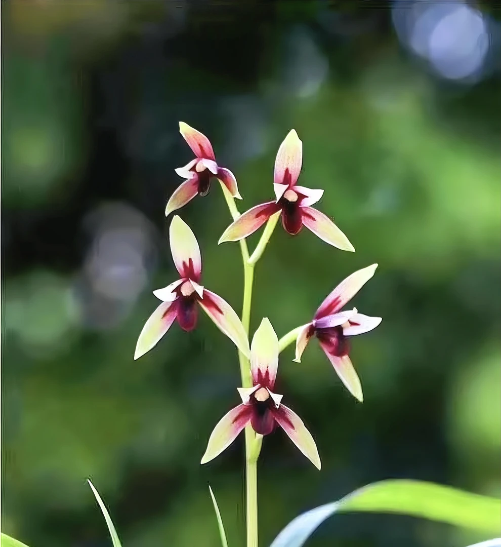建兰名品【赤城】传统国兰浓香好开花简易种植