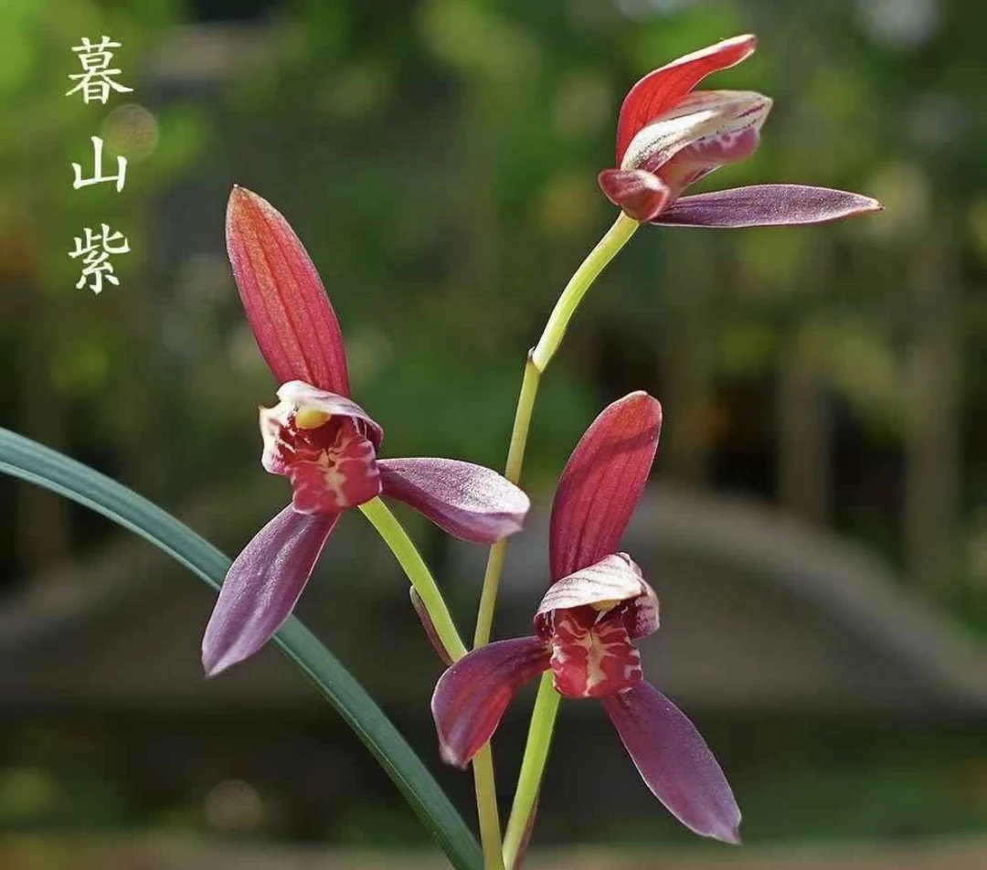 建兰名品【暮山紫】传统国兰浓香好开花简易种植
