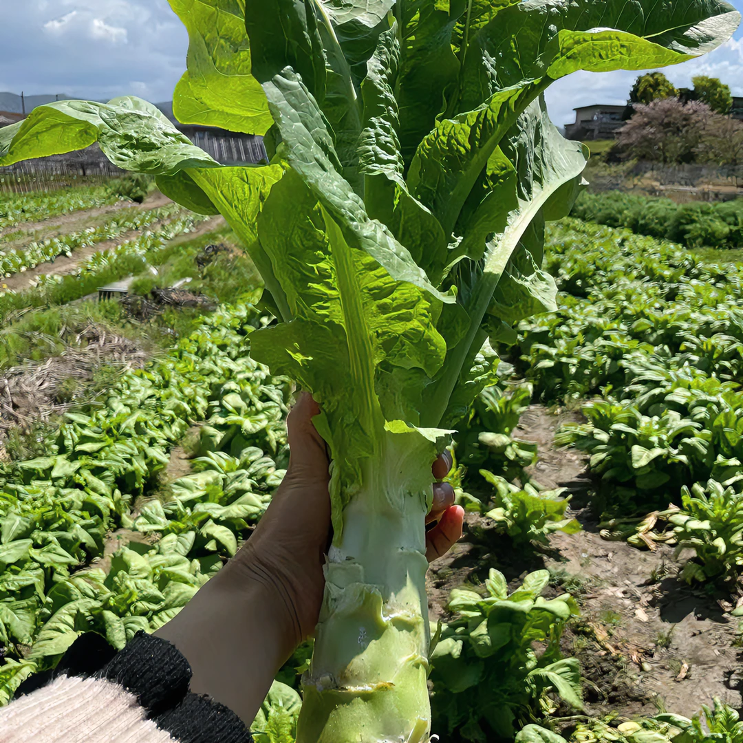 【顺丰包邮】农家自种莴苣现摘现发 顺丰包邮新鲜