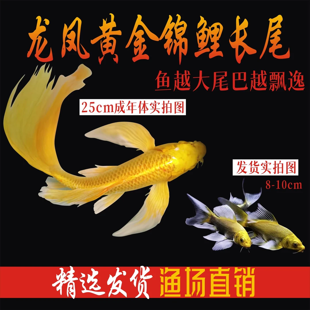 纯种黄金龙凤锦鲤长尾锦鲤活体观赏鱼黄金锦鲤风水鱼淡水冷水好养