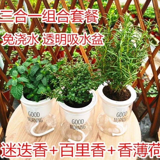 提神迷迭香盆栽食用薄荷绿植欧芹百里香牛至绿植阳台卧室植物紫苏