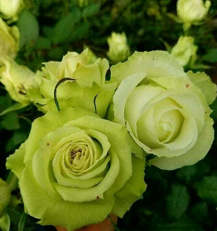 行星月季花苗阳台盆栽花卉四季开花植物特大花浓香蔷薇玫瑰花树苗