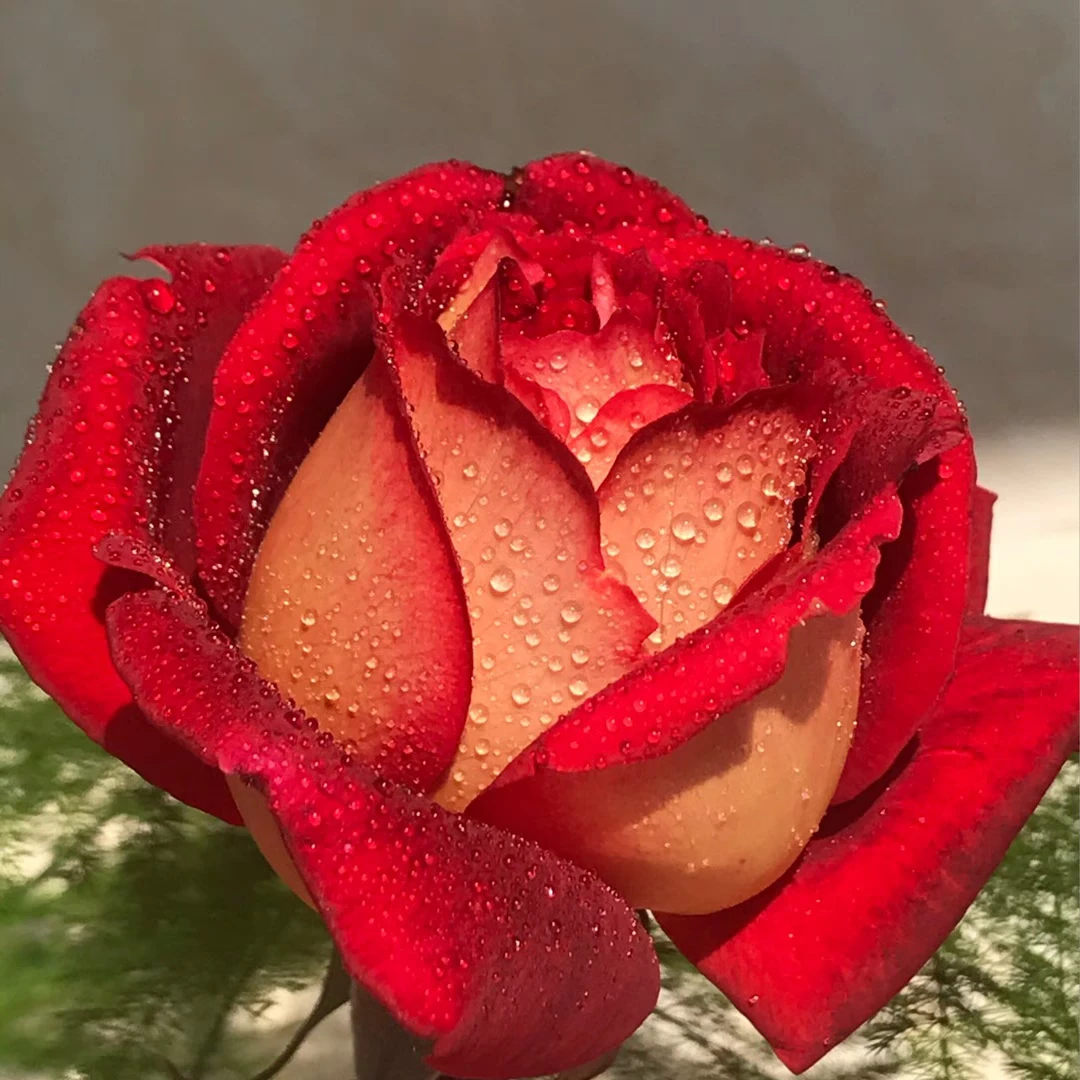 马萨德医生月季花苗阳台盆栽花卉四季开花植物带花苞浓香蔷薇玫瑰