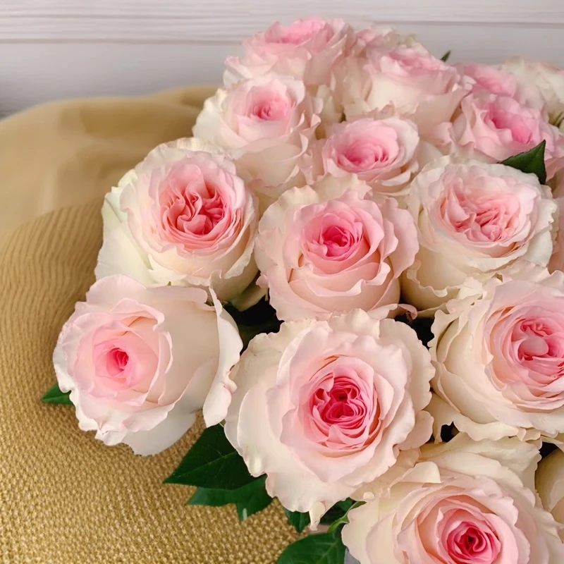 洛神月季花苗阳台盆栽花卉四季开花植物特大花浓香蔷薇玫瑰花树苗