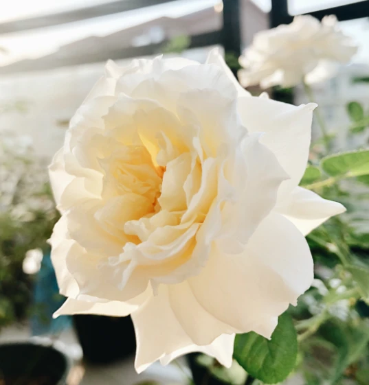 雪野一梦月季花苗阳台盆栽花卉带花苞四季开花植物蔷薇玫瑰花树苗