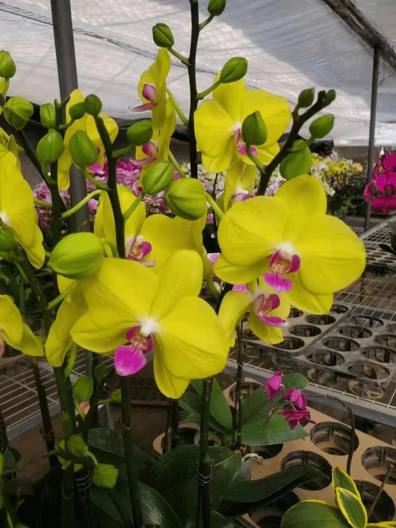 【带花剑】甜格格蝴蝶兰花苗带花剑2.8寸杯