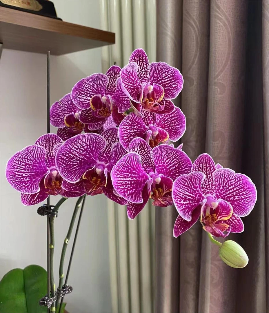 【带花剑】法国斑兰花蝴蝶兰大花带花剑2.8寸杯